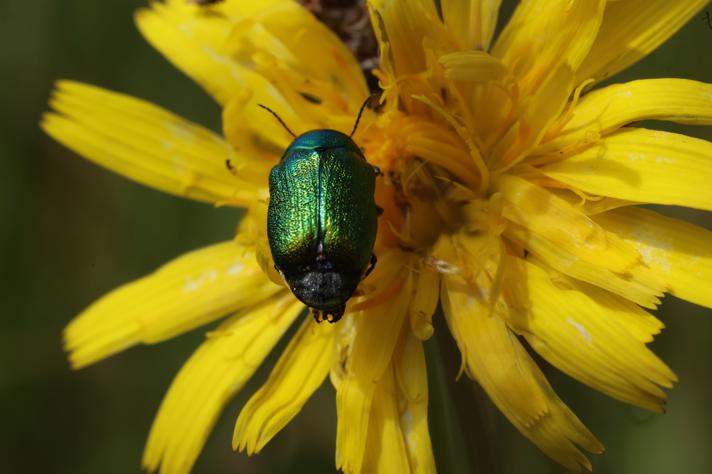 Faldbille sp.