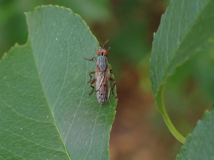 Elgiva cucularia