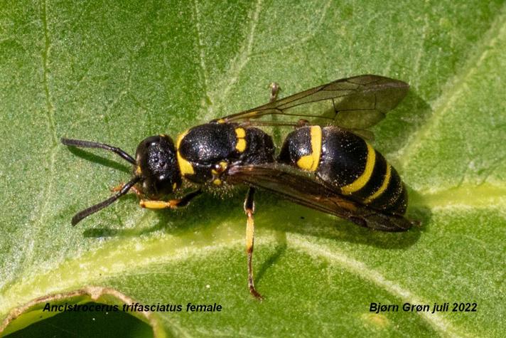 Ancistrocerus trifasciatus