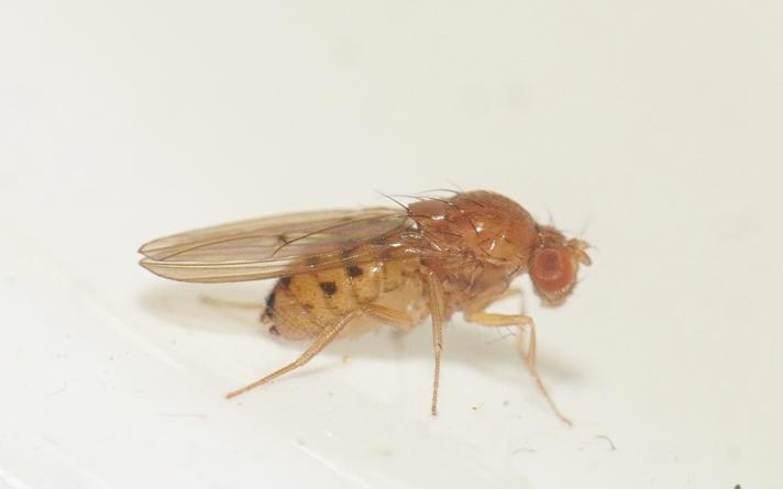 Drosophila sp.