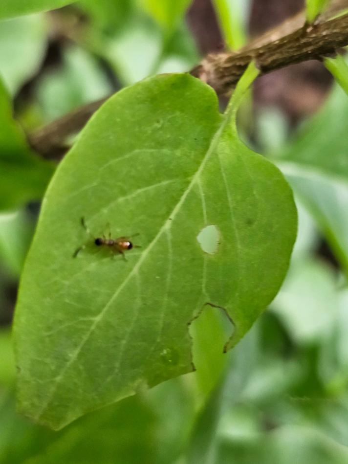 Aptesis flagitator