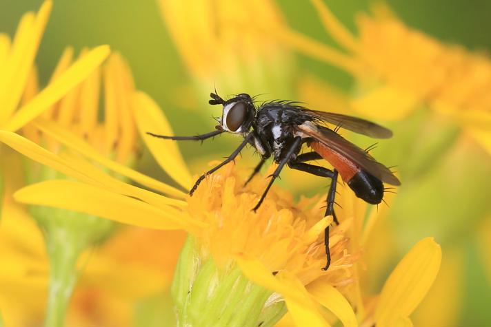 Cylindromyia brassicaria