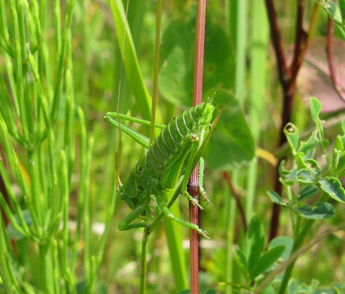 Stor Grøn Løvgræshoppe (Tettigonia viridissima)