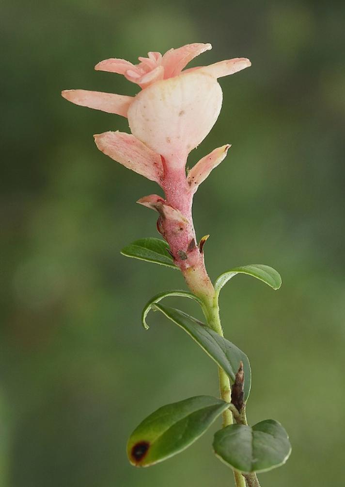 Tyttebærkvist-bøllesvamp (Exobasidium juelianum)
