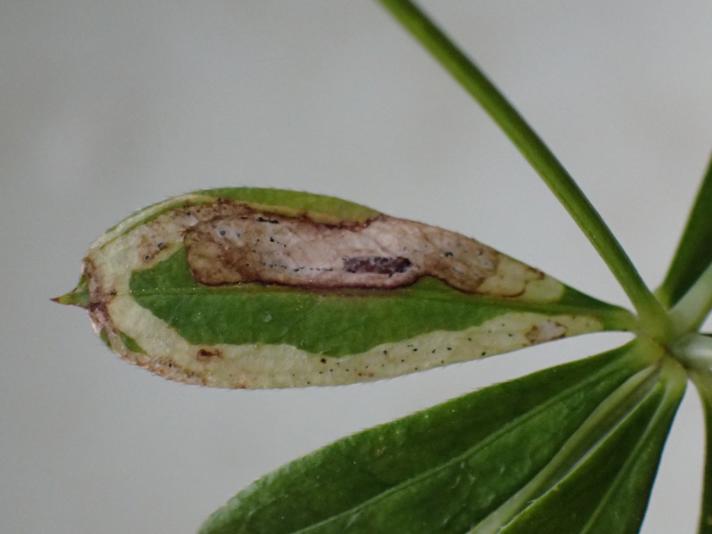Galiomyza morio
