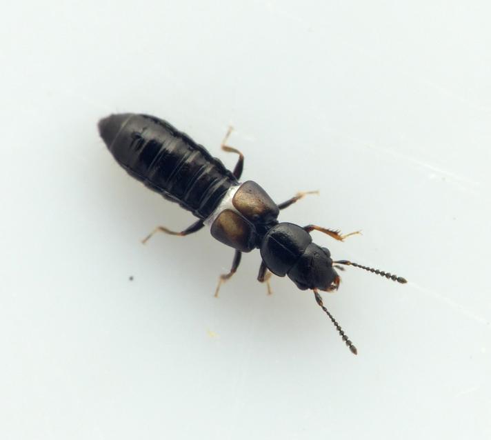 Platystethus cornutus