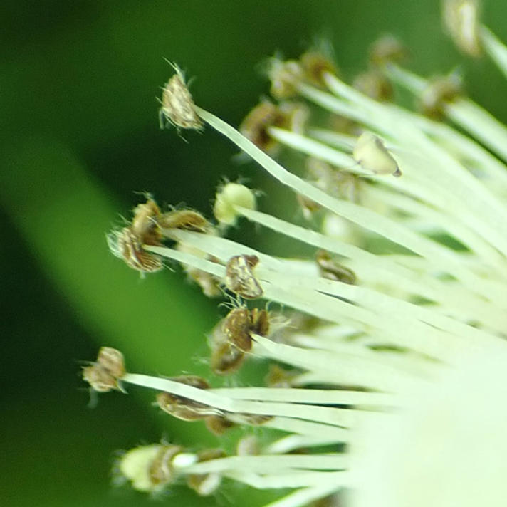 Rubus mucronulatus