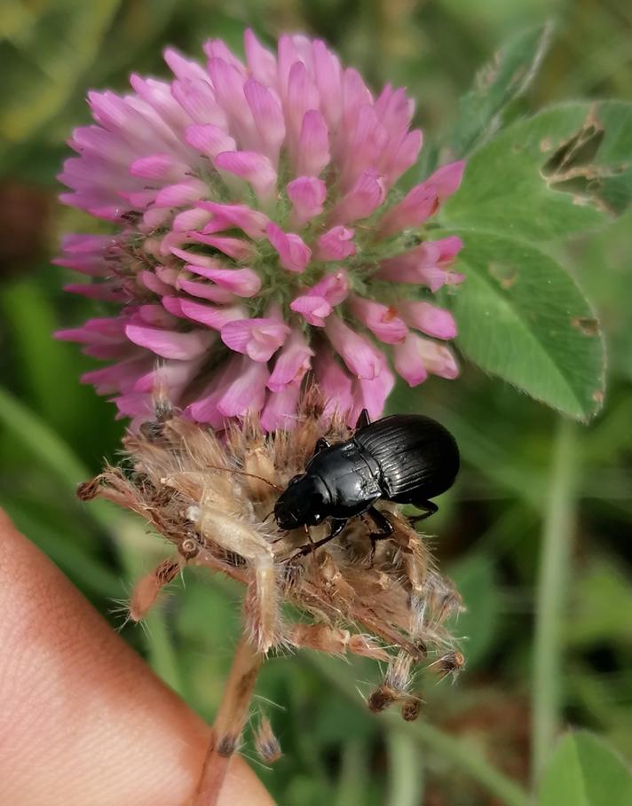 Amara gebleri