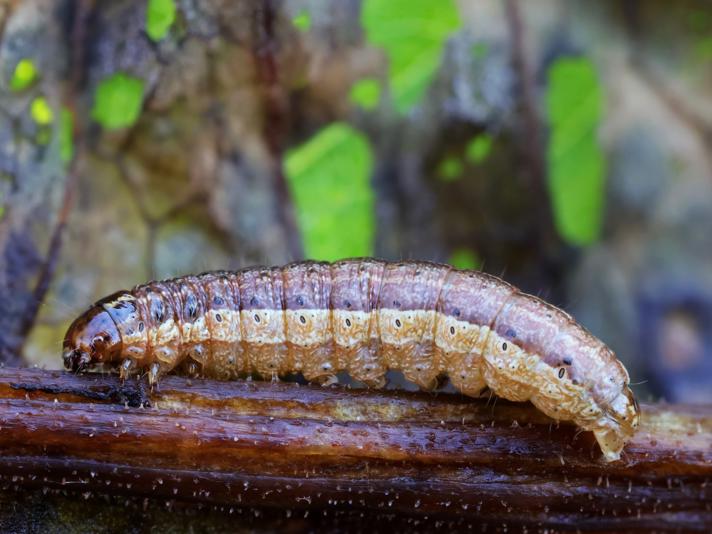 Rustugle (Apamea crenata)