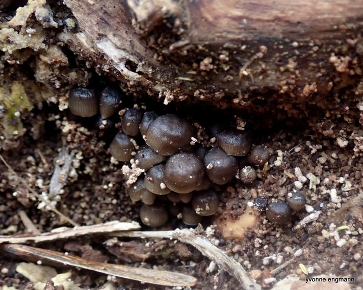 Vinter-Huesvamp (Mycena tintinnabulum)