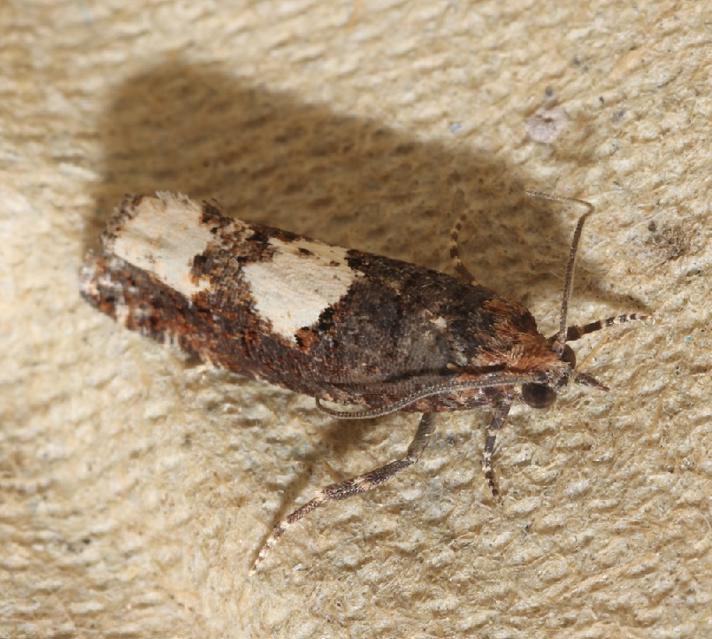 Epinotia trigonella