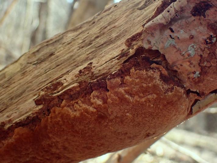 Rustbrun Ildporesvamp (Fuscoporia ferruginosa)