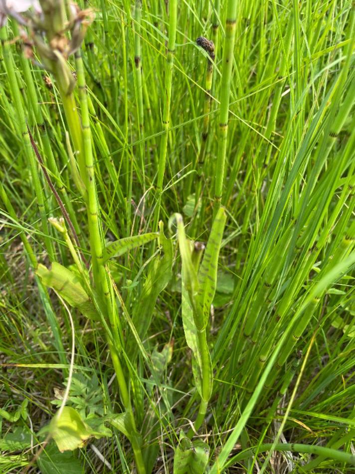 Maj-Gøgeurt s.l. (Dactylorhiza majalis s.l.)