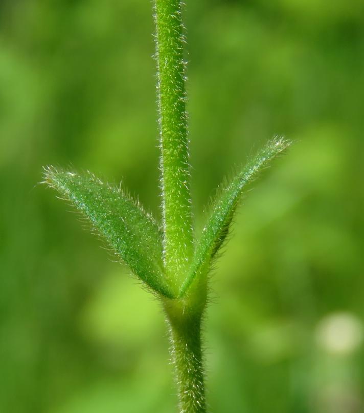 Almindelig Hønsetarm (Cerastium fontanum ssp. vulgare var. vulgare)