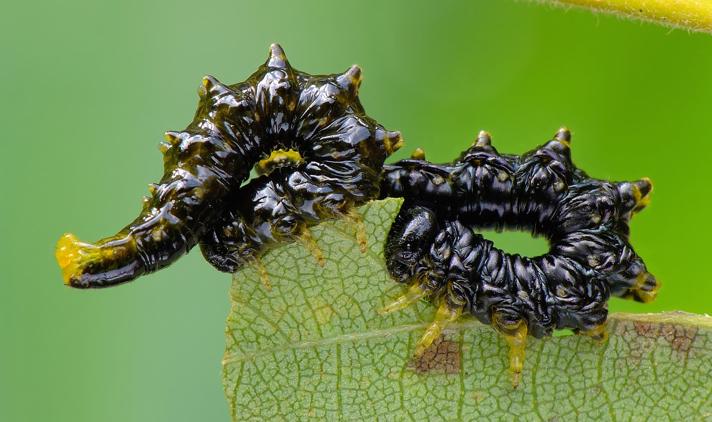 Nematus latipes