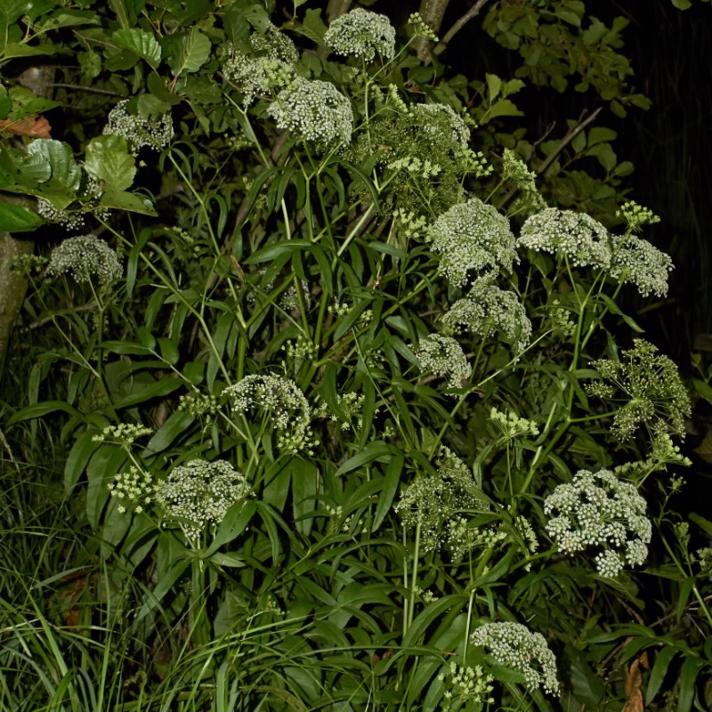 Bredbladet Mærke (Sium latifolium)
