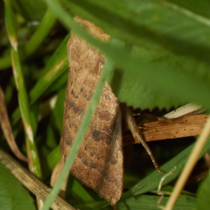 Døvnældeugle (Hoplodrina octogenaria)