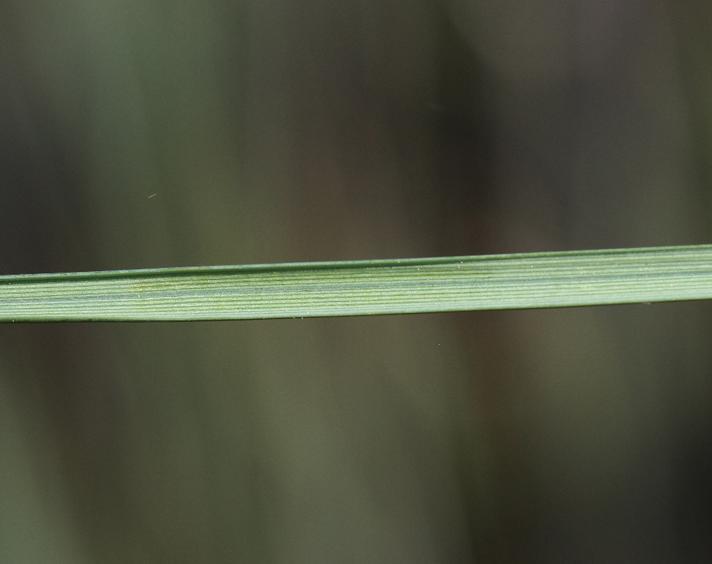 Næb-Star (Carex rostrata)