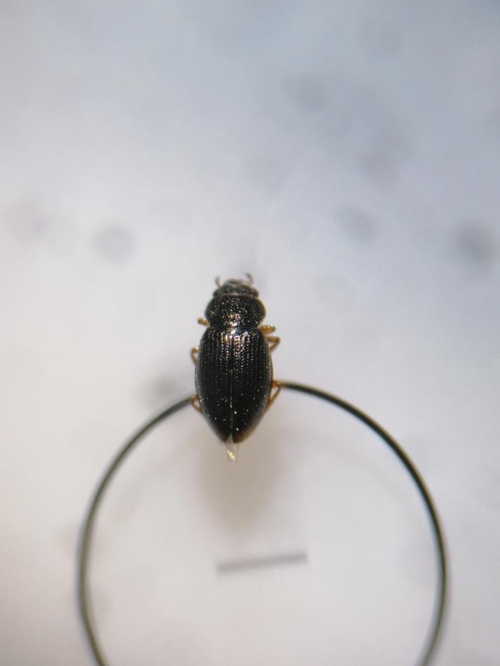 Ochthebius sp.