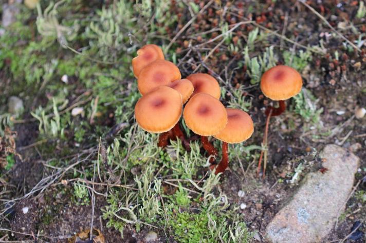 Rød Ametysthat (Laccaria laccata)