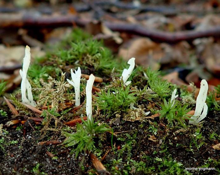 Kam-Troldkølle (Clavulina coralloides)