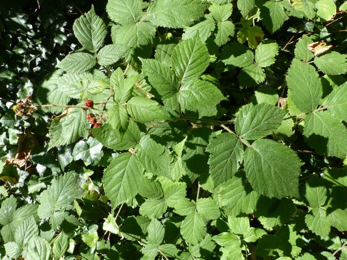 Rubus adscitus (Rubus adscitus)