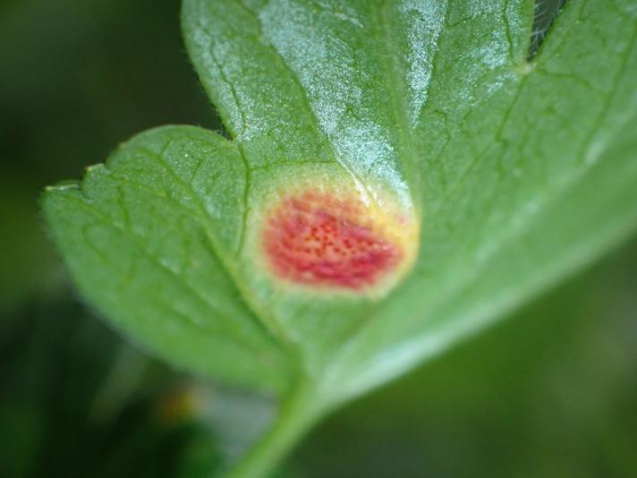 Puccinia caricina