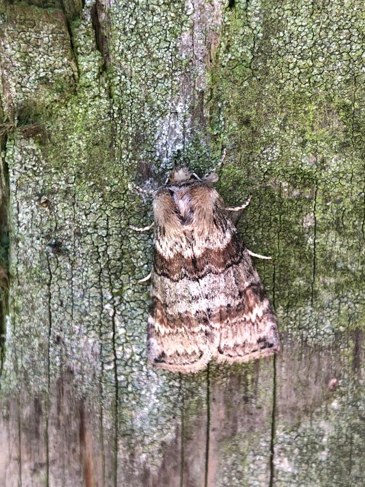 Brunbæltet Uglespinder