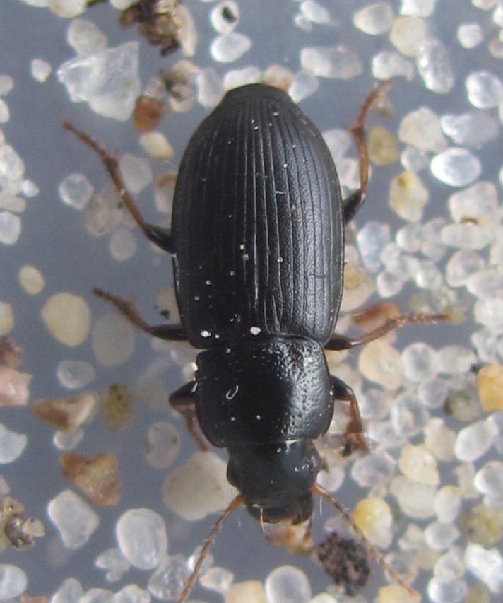 Harpalus signaticornis