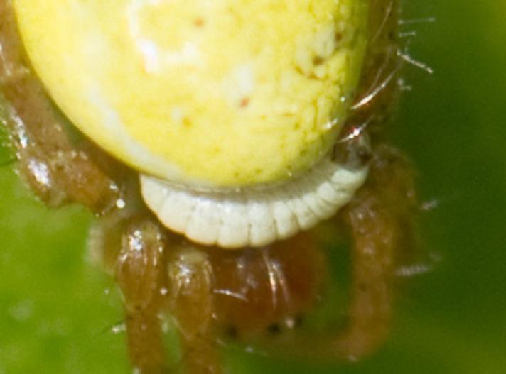 Polysphincta tuberosa