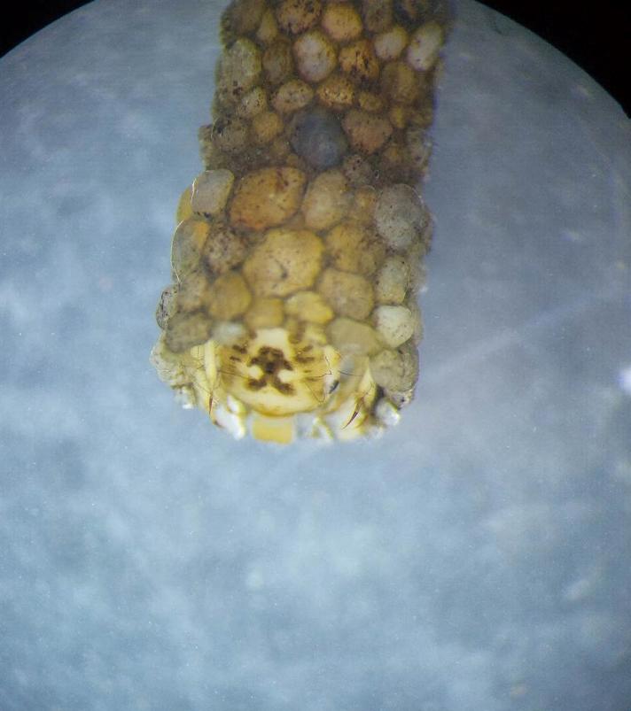 Odontocerum albicorne