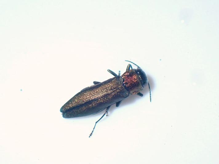 Agrilus auricollis