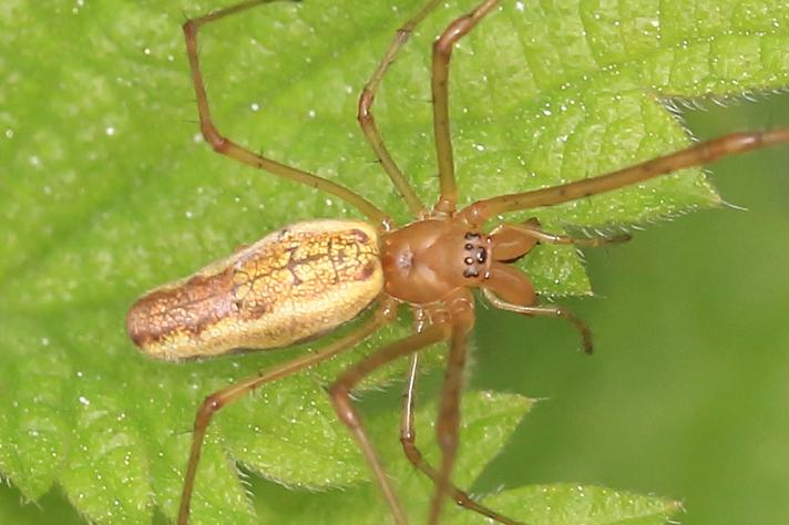 Stavedderkop sp.