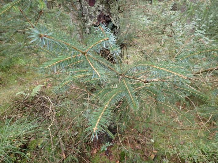 Sitka-Gran (Picea sitchensis)