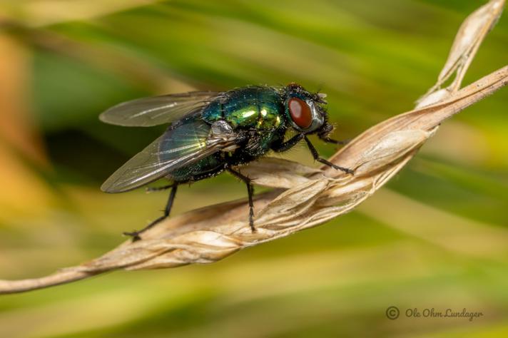 Neomyia viridescens