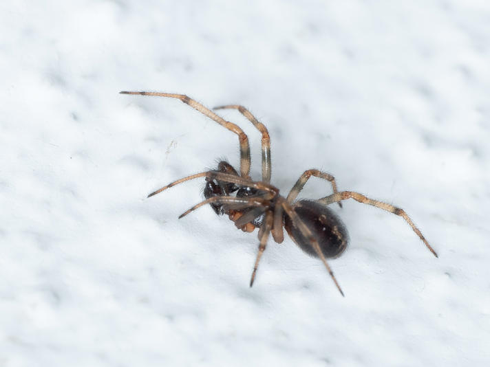 Steatoda sp.