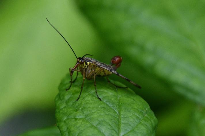 Almindelig Skorpionflue (Panorpa communis)