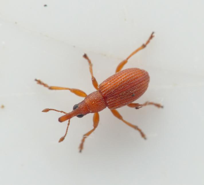 Apion rubiginosum