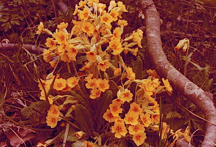 Hulkravet x Storblomstret Kodriver (Primula x polyantha )