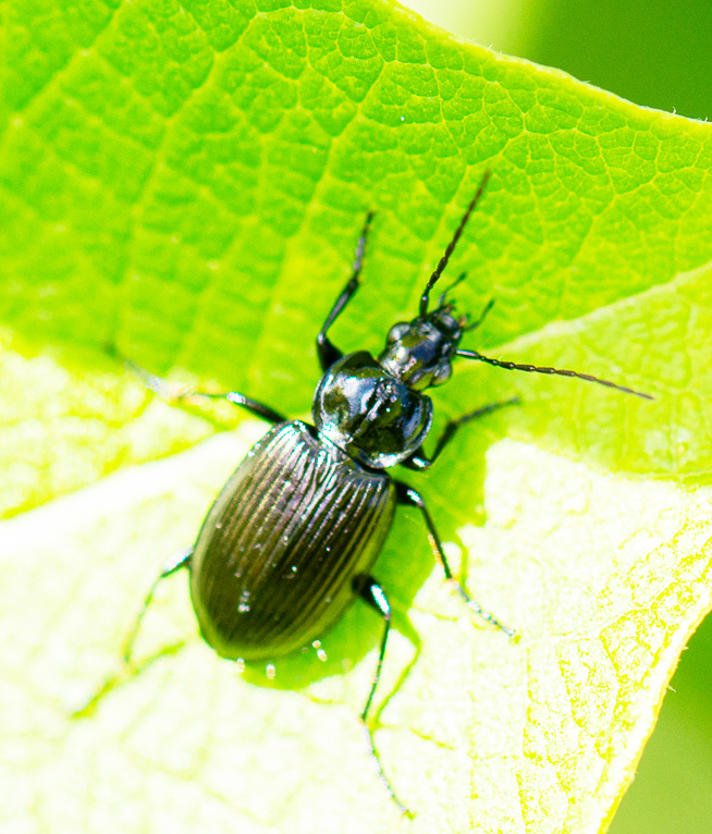 Agonum sp.