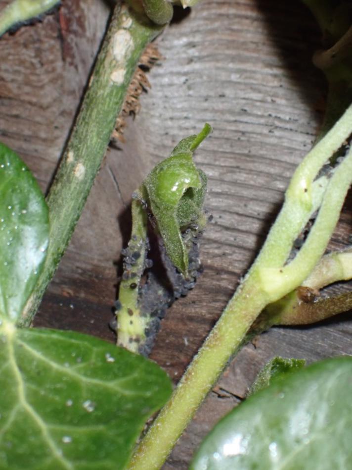 Vedbendbladlus (Aphis hederae)