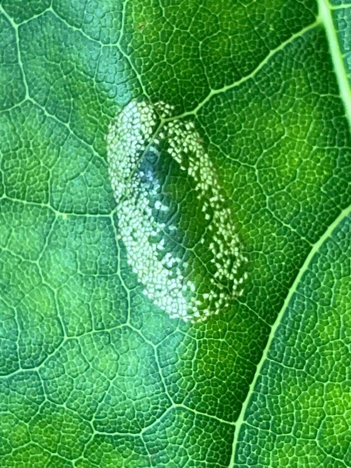 Phyllonorycter joannisi