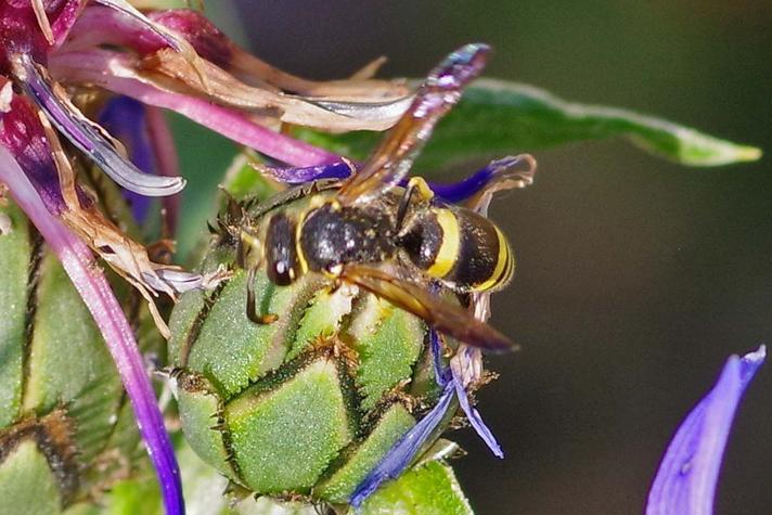 Ancistrocerus parietum