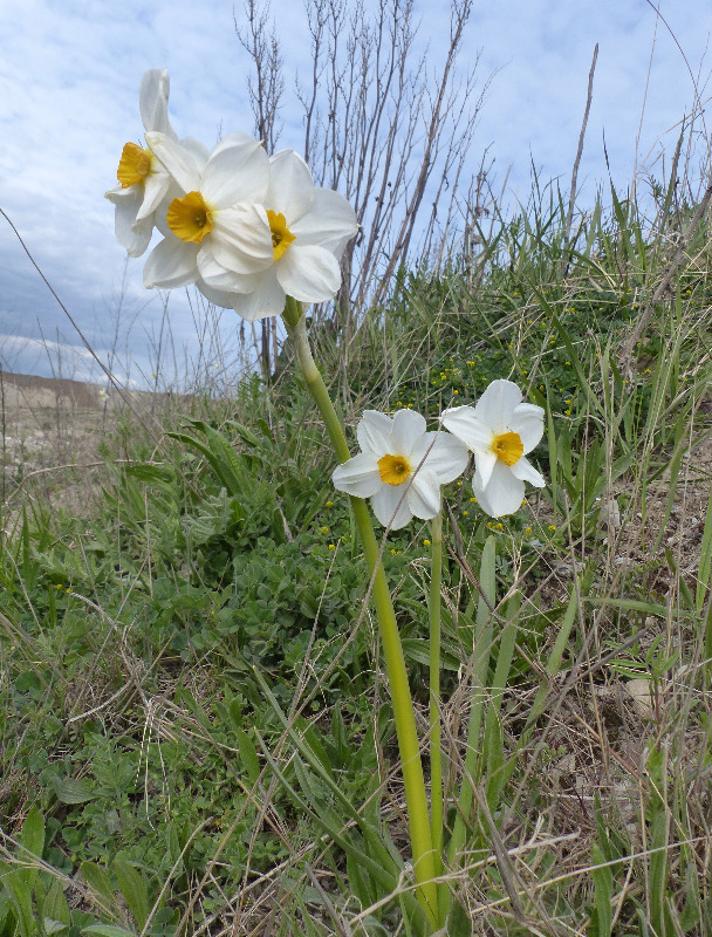 Narcissus tazetta (Narcissus tazetta)