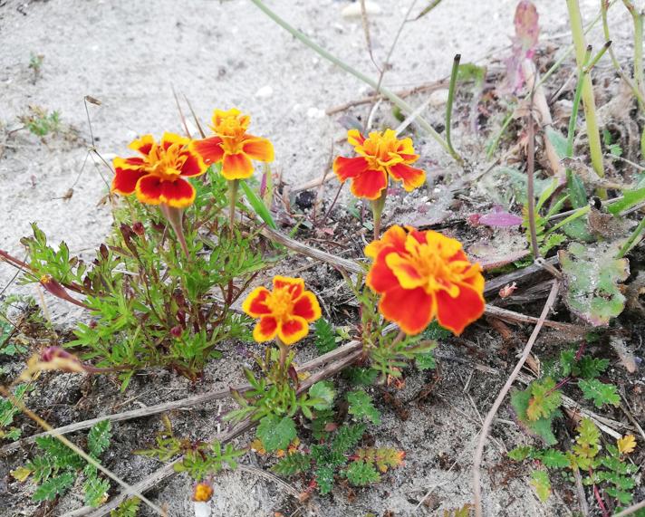 Udspærret Fløjlsblomst