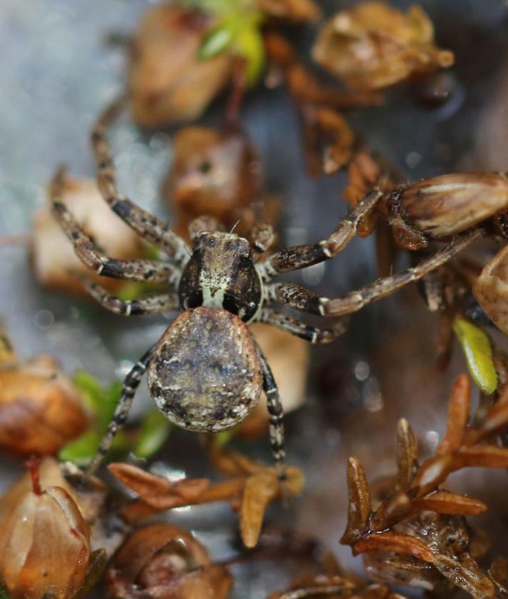 Xysticus audax