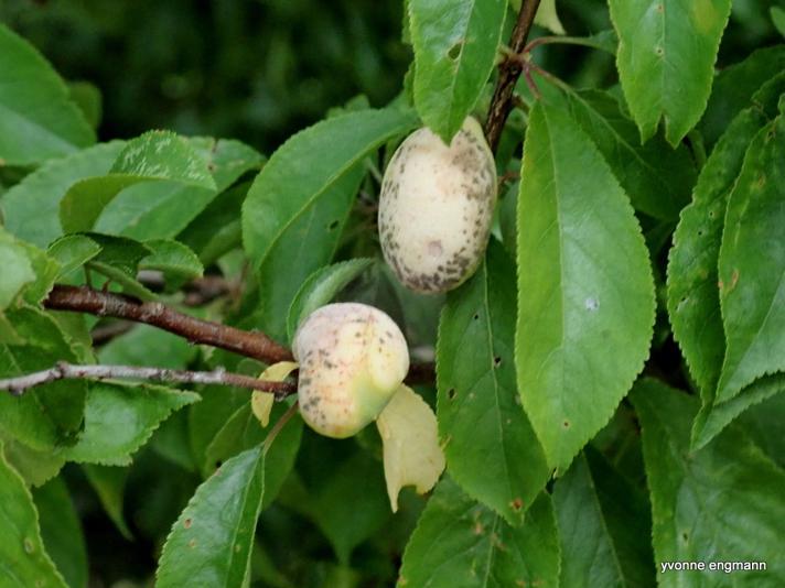 Blommepung (Taphrina pruni)