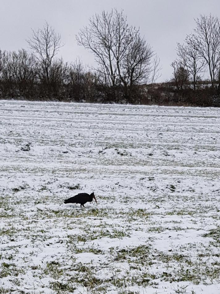 Fotograf: Linda Riis Suszkiewicz