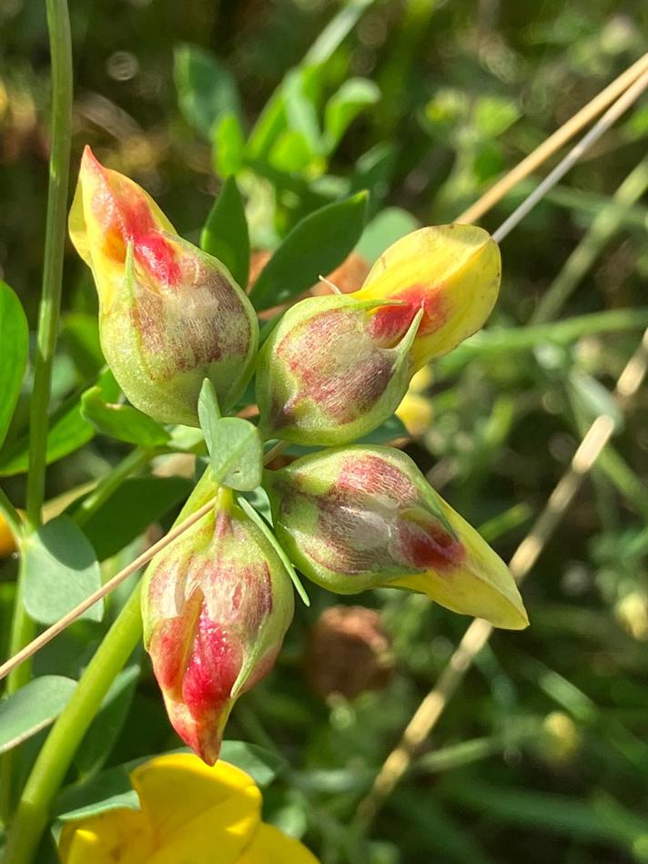 Kællingetandblomstgalmyg