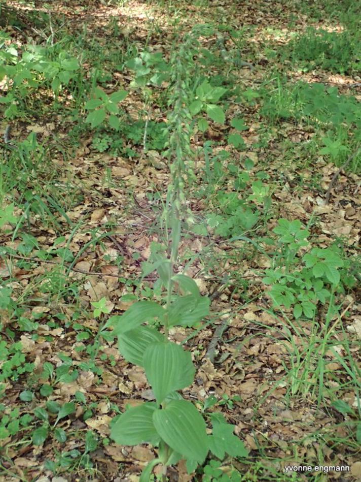 Skov-Hullæbe ubest. ssp. (Epipactis helleborine ssp. indet.)
